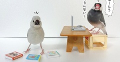 生まれながらのハイスペック文鳥