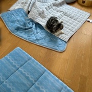 遊び方がワンちゃんみたいな猫