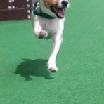 らっ太のらったった♪