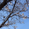 2026年春の桜は満開を見れなかった