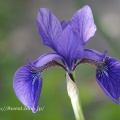 文目開花