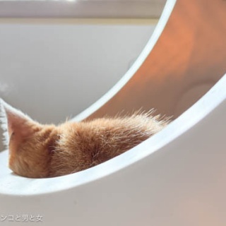 馬とニャンコと男と女