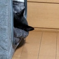 頭だけ