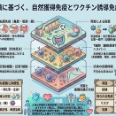 「自然感染による多層的獲得免疫」と「ワクチン誘導による限定的免疫」の対比