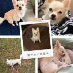 WanWan net🐾ボランティアチーム