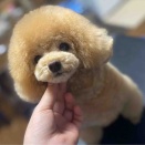 タイニープードル シャンプーカット