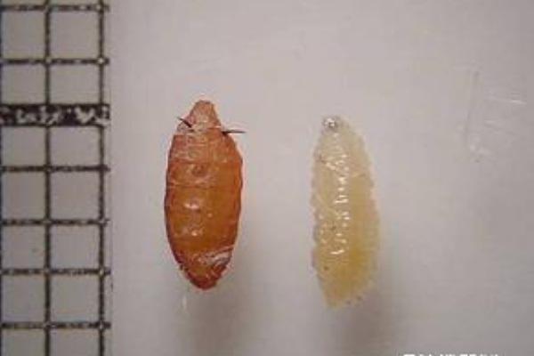 年末大掃除 虫捕りたちのつぶやき