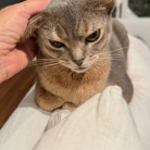 思い思いにくつろぐ猫たちに癒されるラッキー飼い主