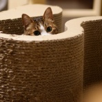 ねことアパートと1人暮らし～とらやんとおらと～