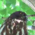 2026天然記念物大銀杏でアオバズクを撮る4🦉📸（足利市鑁阿寺）