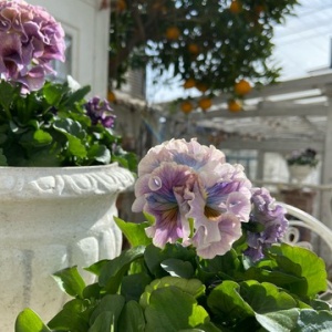 (ᵔᴥᵔ)可愛く香りが良いバラ♡ かわいいお庭　スイートチャリオット ᵔᴥᵔ)A可愛く香りが良いバラ♡ かわいいお庭スイートチャリオット