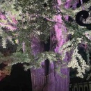 「１２月の始まり」