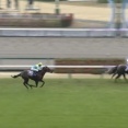 【競馬】マッドクールが引退　優駿SSで種牡馬入り