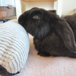 ぶ〜に〜の暮らし