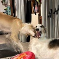 予防接種。