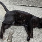 馴れていない成猫の幸せへの道