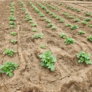 続…ホース交換後、5カ月で故障？ 三菱電機 掃除機 FUJIN 故障原因は何ぞや？ の巻