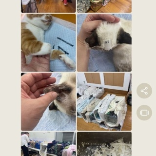 NPO犬猫みなしご救援隊・代表ブログ・みなしご庵へようこそ
