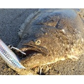 ありがとう鹿島灘サーフ２０１５年初水揚げ