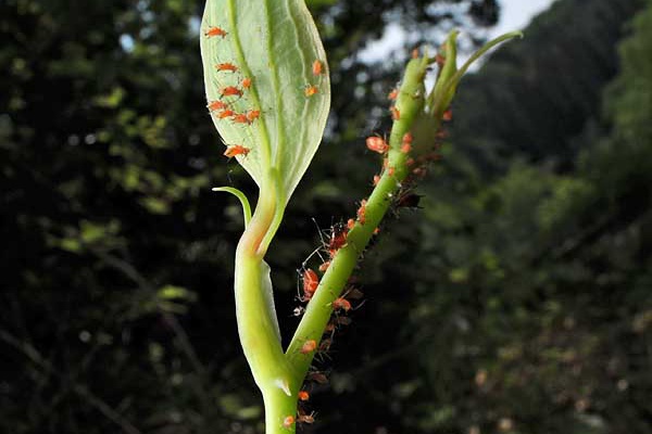 葉毎の虫 アブラムシ