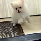 お店のワンちゃん紹介🐶