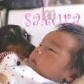 さくらとベビー