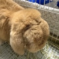 新規保護うさぎの紹介　エストくん・イタくん