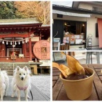 シェビーズのブログ