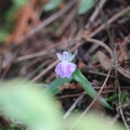 猛暑の山麓で花探し