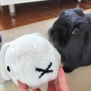 ぶ~に~な こんぶ。