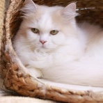 猫カフェ ねこまんまBlog