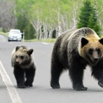 北海道猟友会、クマ駆除を拒否する姿勢を見せる・・・会長「協議の段階で出動を断ることもあり得る」
