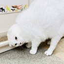 Megさんのお当番日記『ファイナルボス登場』。