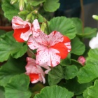 『コガネムシの被害続くゼラニウムピンチ！』の画像