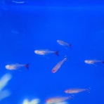 ワンラブ観賞魚部門の入荷情報ブログ！