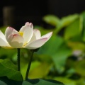 三室戸寺の紫陽花2026