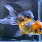 『🐟金魚•メダカ入舎情報‼️』の画像