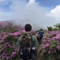 ミヤマキリシマを見に山登りしてきました