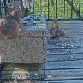 今日の浅間山 2026年5月18日(月) 芸術むら公園・まる屋 & 手裏剣の稽古 そして、ゴジラ