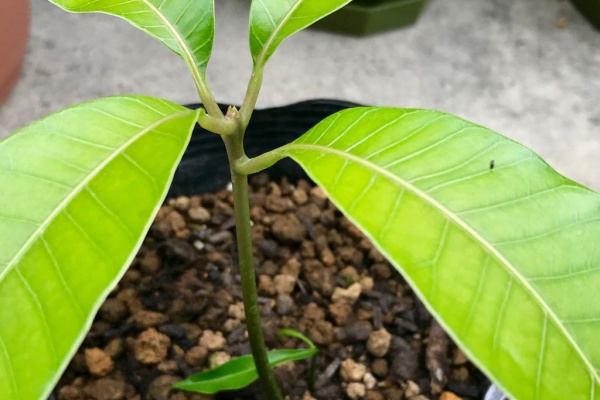 種まきさんの種まきブログ 沖縄から マンゴー栽培に挑戦