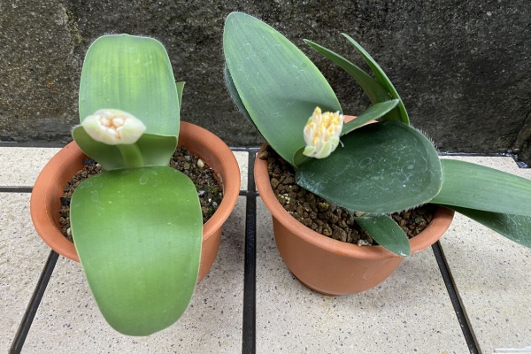 マユハケオモト　赤花　2株入り 鉢ごと発送 マユハケオモト 赤花 2株入り 鉢ごと発送 - メルカリ