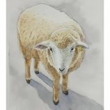 『【水彩画】羊(那須高原)』の画像