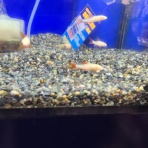 ワンラブ観賞魚部門の入荷情報ブログ！