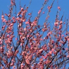 『FMA135＋フジS5proによる春の兆し　2022/02/13』の画像