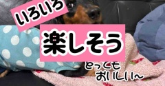 ポコちゃんかわいい〜。