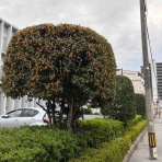 パウダーを訪ねて三千里