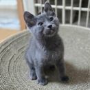 生後２ヶ月　ムース　募集中