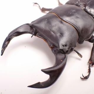 クワガタ備忘録