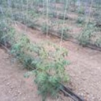 健康に育ったトマトは、自然とおいしい実を育む