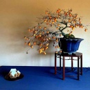 老爺柿・愛らしい実姿に魅せられて